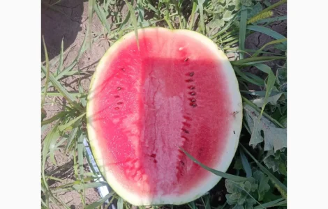 Продам кавун сорту лузітана