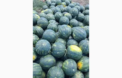 Продам кавун Лузітана