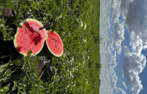 Продам кавун оптом Талісман