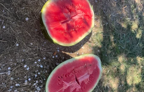 Продам кавун з поля