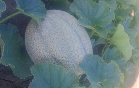 Продам свіжу соковиту диню