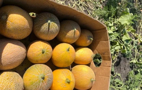 Продам Диню