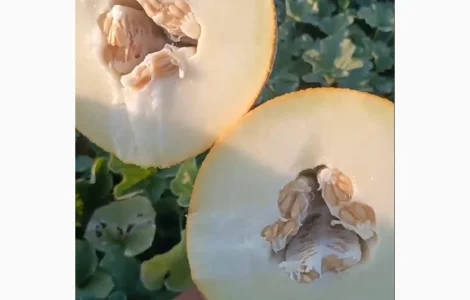 Продам сладкую дыню