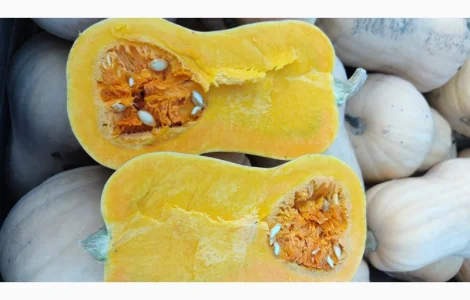 Продам гарбуз сорт Матільда