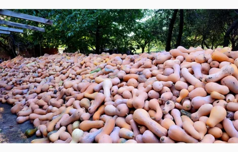 Продам гарбуз