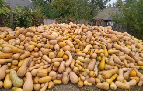 Продам кашові гарбузи