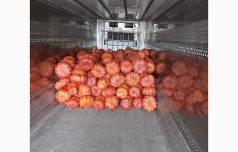 Продам тыкву Отгрузка с 1.09.2026