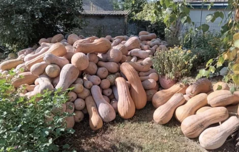 Мускатные тыквы Арабатские