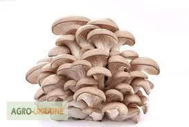 Продаємо гриби Гливи