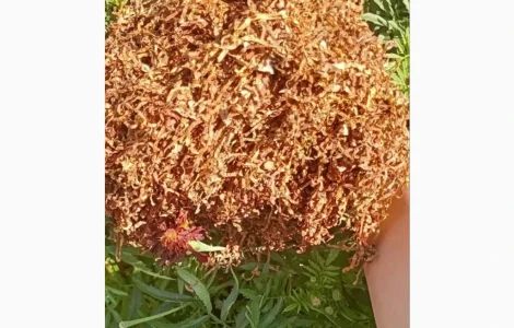 Куплю табак