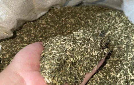 Продам табак самосад (махорку)