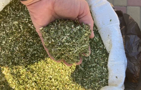 Продам махорку самосад