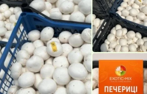 Продам ШАМПІНЬОНИ(печериці) від виробника(Київська область)