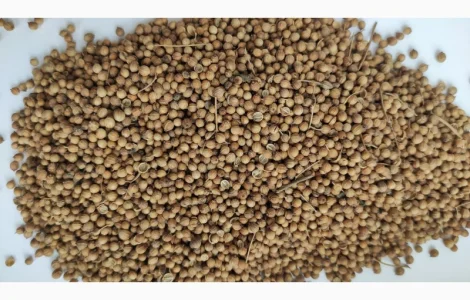 Продам коріандр золотистий- 100т