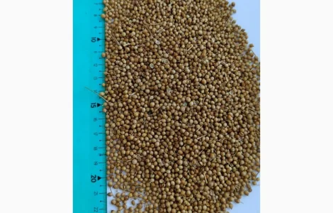 Продам коріандр- 60т