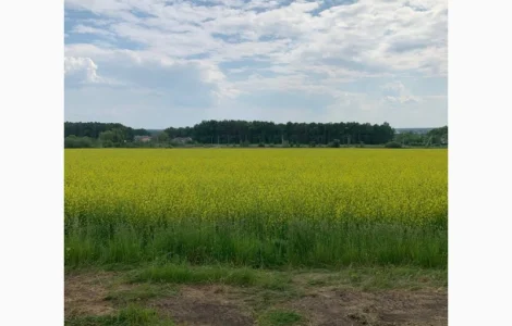 Насіння Гірчиця Озима сорт