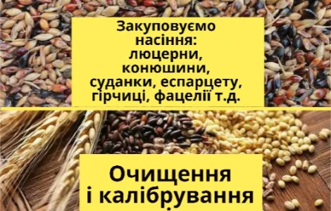 Купаем семена горчицы