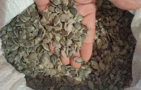 Продам насіння Голосім'яна