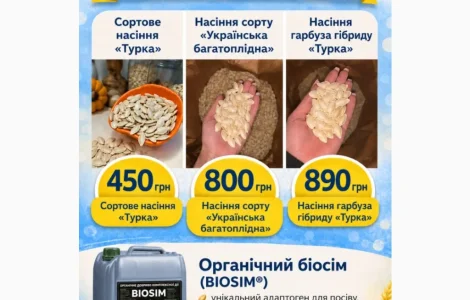 Посевной материал гибрида «Турка»