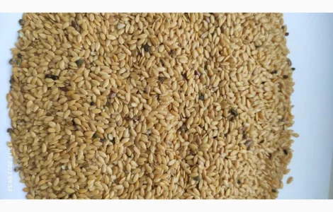Продам льон золотистий (жовтий) -100т