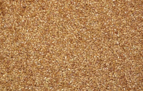 Продам льон золотистий