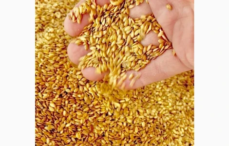 Продам ЛЬОН ЗОЛОТИСТИЙ (99