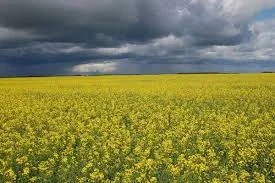Вигідно купимо Ріпак