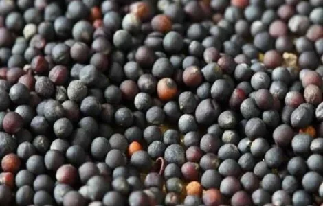 Куплю Рапс НЕ ГМО