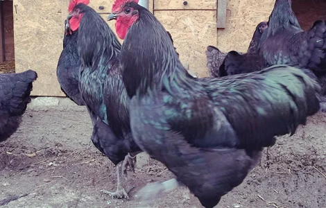 Інкубаційне яйце.(Курчата) Джерсійський гігант - чорний