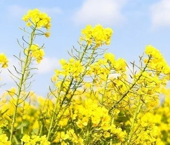Ріпак СРТ Запоріжжя