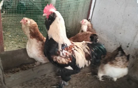 Продам інкубаційне яйце фаверолей