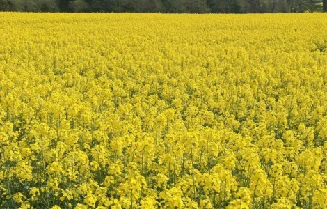 Продам ріпак 62 т