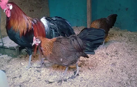 Инкубационное яйцо и цыплята. Йокогама белое золото