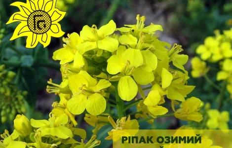 Насіння озимого ріпаку Чорний Велетень від виробника