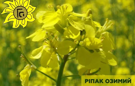 Насіння ріпаку озимого Атлант від виробника