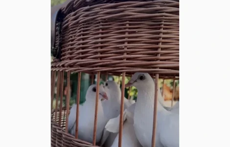 Білі весільні голуби