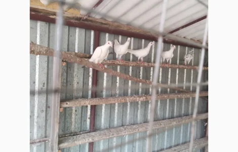 Продам голубів