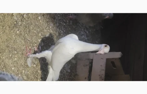 Голубка кар'єр