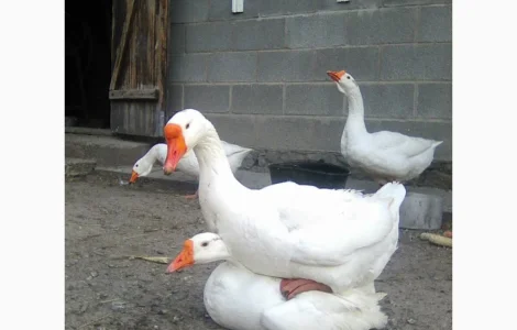 Розпродаж гусей