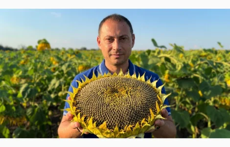 Кондитерський соняшник Геркулес 40ц/га. 115 днів