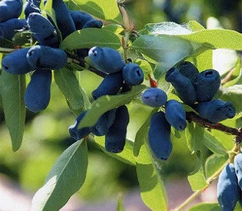 Продам саджанці жимолості сорт Каріна (контейнер 0.5 л)