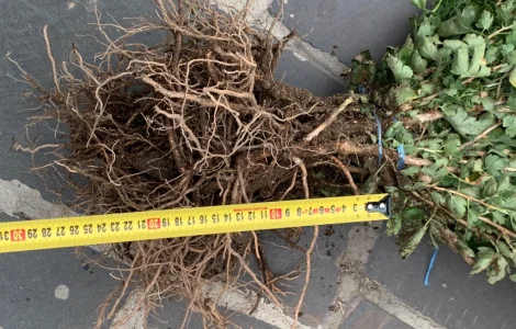 Саджанці Агрусу аґрус крижовнік