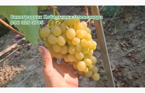 Продам Саджанці винних та столових сортів винограду