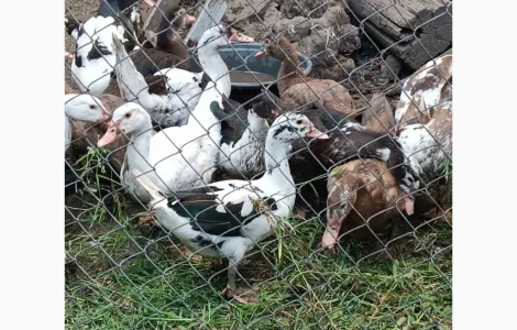 Продам молодняк мускусных уток 4 мес