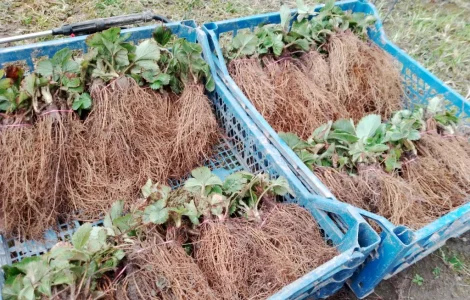 Продам саженцы клубники сортов Азия