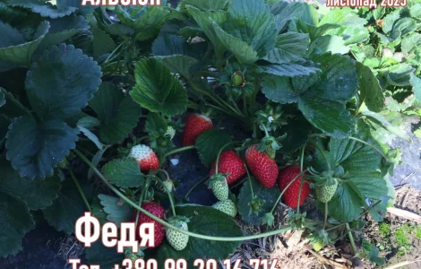 Саженцы клубники Альбион