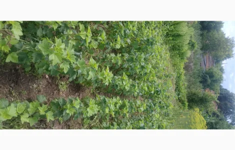 Продам саджанці чорної смородини сорт Ювілейна копаня.