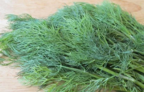 Семена продам укроп сорт Амброзия