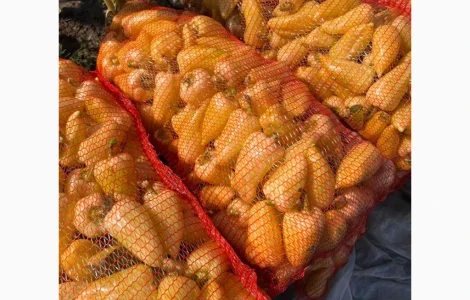 Продам перец