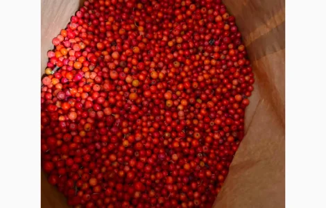 Горобина червона продам